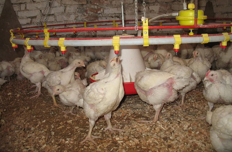 Koordinacioni odbor živinara/peradara BiH upozorava na obustavu proizvodnje